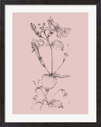 Framed Blush Pink Flower I Print