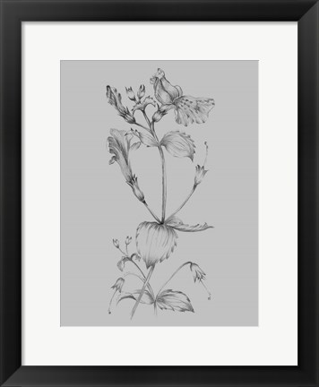 Framed Grey Flower Sketch I Print