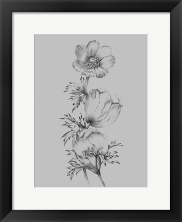 Framed Grey Flower Sketch II Print