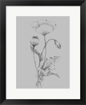 Framed Grey Flower Sketch III Print