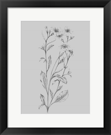 Framed Grey Flower Sketch Illustration Print