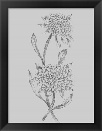 Framed Grey Flower Sketch Illustration II Print