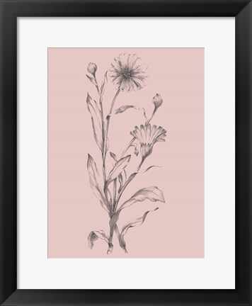 Framed Pink Flower Sketch Illustration III Print