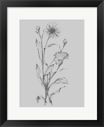 Framed Grey Flower Sketch Illustration III Print