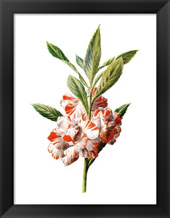 Framed Balsam Flower Print