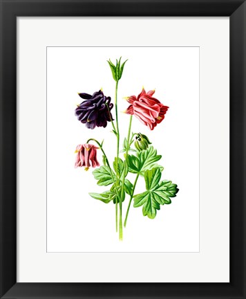 Framed Columbine Flower Print