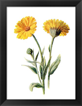 Framed Common Marigold Flower Print