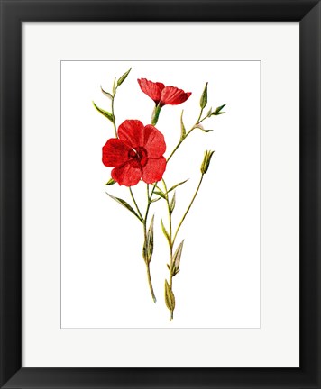 Framed Crimson Flax Flower Print