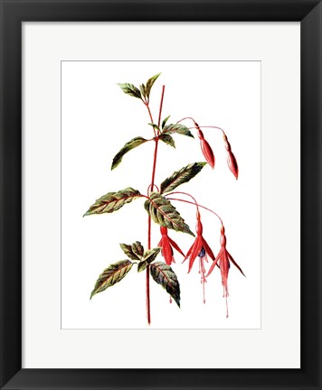 Framed Fuchsia Flower Print