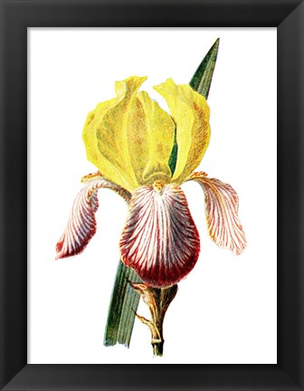 Framed Iris Flower Print