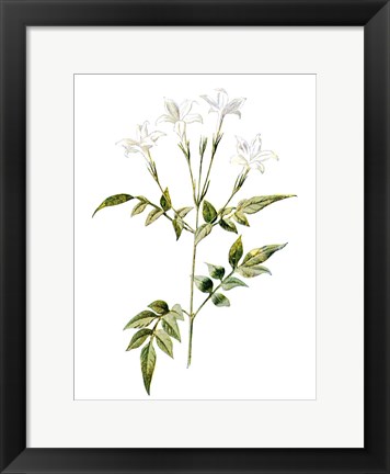 Framed Jessamine Flower Print