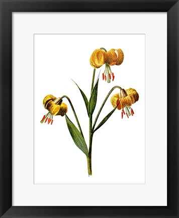 Framed Martagon Lily Flower Print