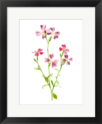 Framed Virginian Stock Flower Print