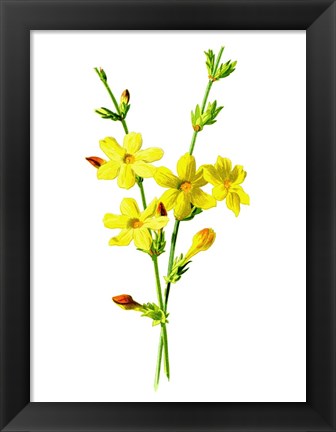 Framed Winter Jasmine Flower Print