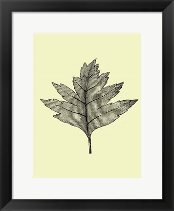 Framed Floating Leaf I Print