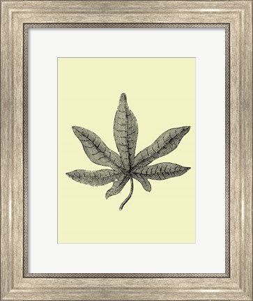 Framed Vintage Leaf Print
