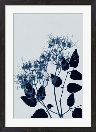 Framed Clematis 1 Blue Print
