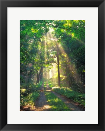 Framed Forest Sunshine Print