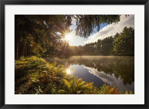 Framed Sunstars Print