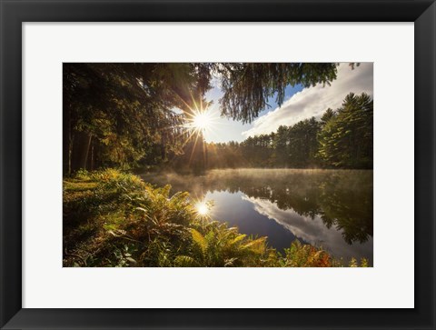 Framed Sunstars Print