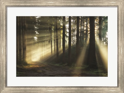 Framed Pathway to Sunlight Print
