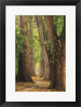 Framed See the Forest Print