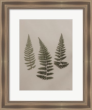 Framed Light Fern Study II Print