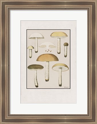 Framed Mushroom Study Print