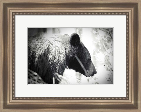 Framed Bear Emerging Print