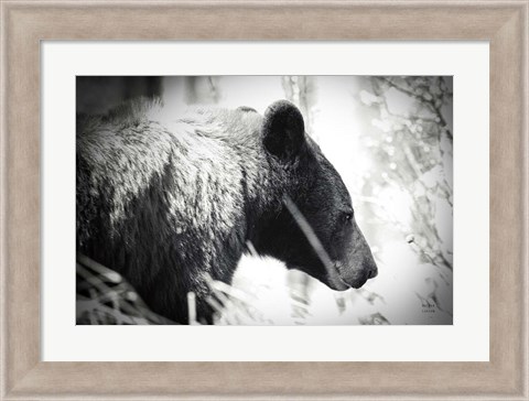 Framed Bear Emerging Print