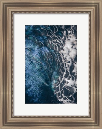 Framed Peacock Study II Print