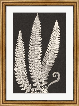 Framed Vintage Ferns Print