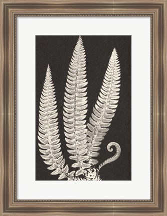 Framed Vintage Ferns Print