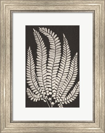 Framed Vintage Ferns II Print