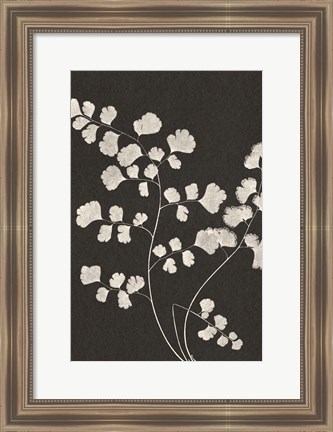 Framed Vintage Ferns III Print