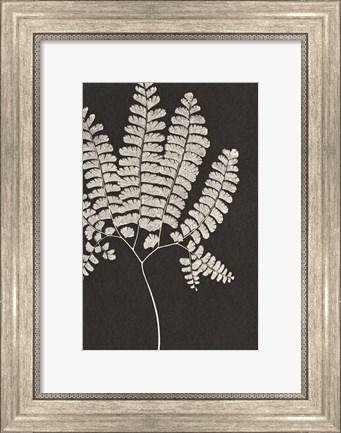 Framed Vintage Ferns IV Print