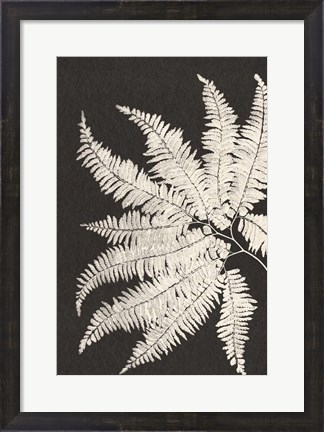 Framed Vintage Ferns V Print