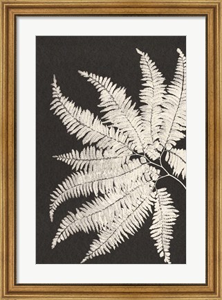 Framed Vintage Ferns V Print