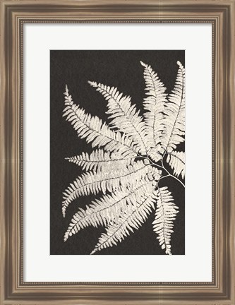 Framed Vintage Ferns V Print