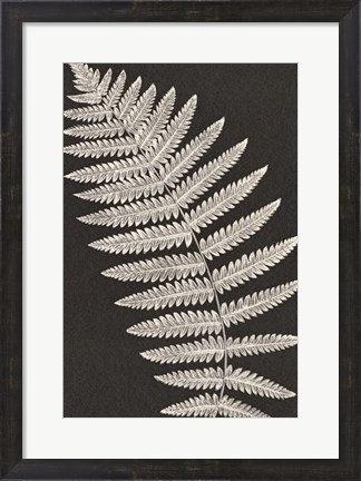 Framed Vintage Ferns VI Print