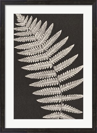 Framed Vintage Ferns VI Print