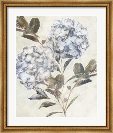 Framed Twilight Hydrangea Print