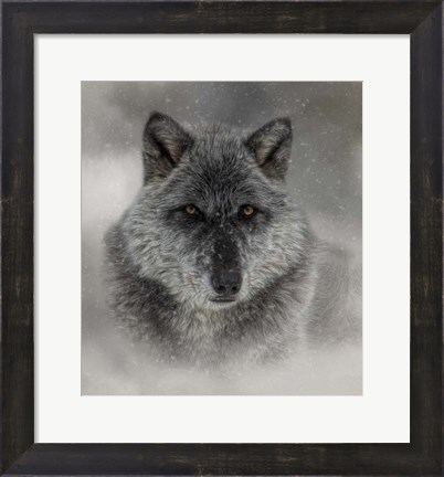 Framed Winter Wolf Print