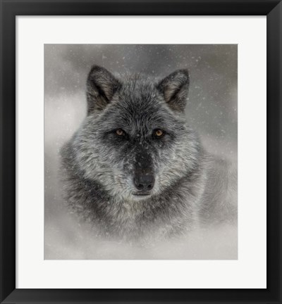 Framed Winter Wolf Print