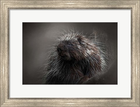 Framed Prickly Print