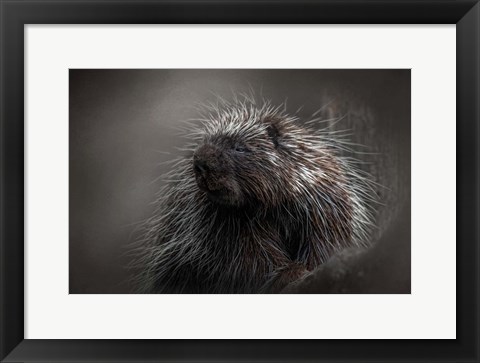 Framed Prickly Print