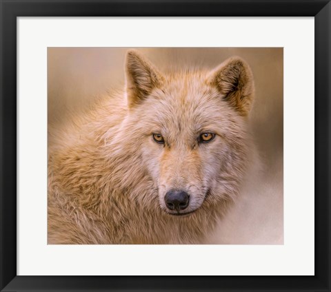 Framed Clever Eyes Print