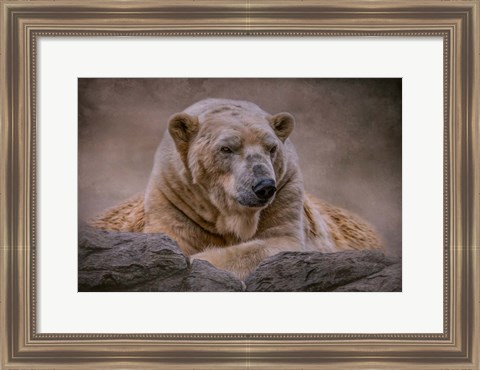 Framed Bear&#39;s Life Print