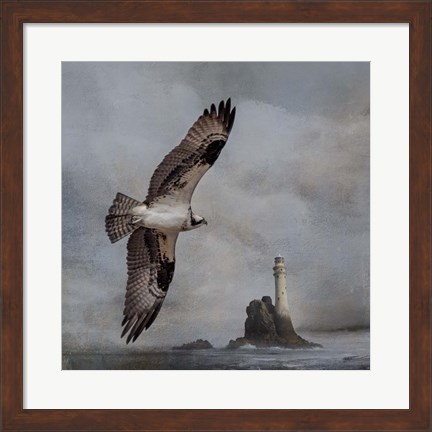 Framed Fly By Print