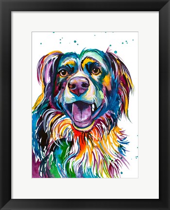 Framed Kato the Australian Shepherd Print